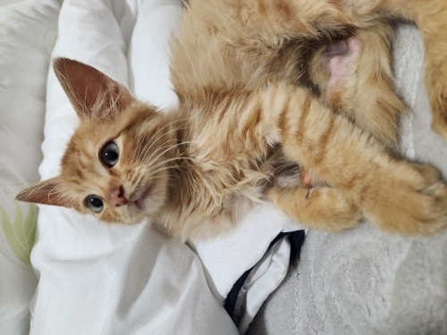 Sevimli Bal Badem fotoğraf