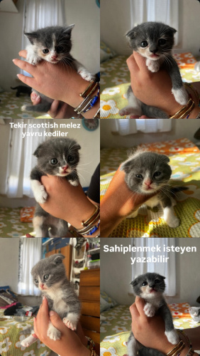 5 tane melez yavru fotoğraf