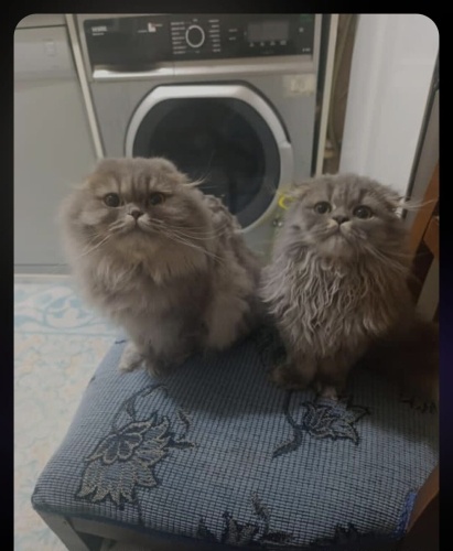 Anne ve yavrusa yuva arıyoruz fotoğraf