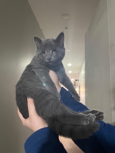 Görme engelli kediye yuva arıyoruz fotoğraf