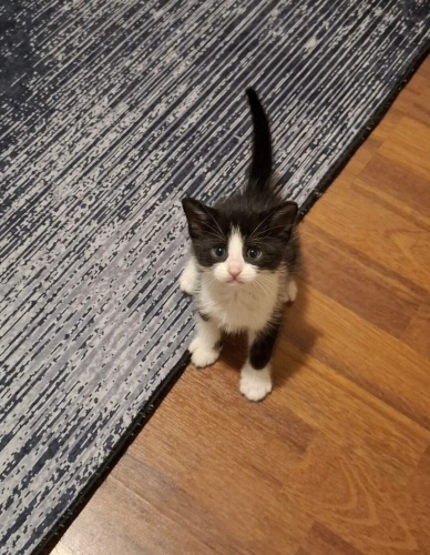 Ücretsiz 1.5 aylık Erkek fotoğraf