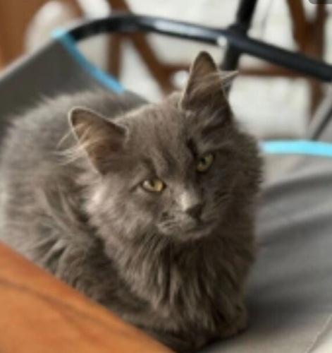 Minik kalp sokakta bulundu fotoğraf