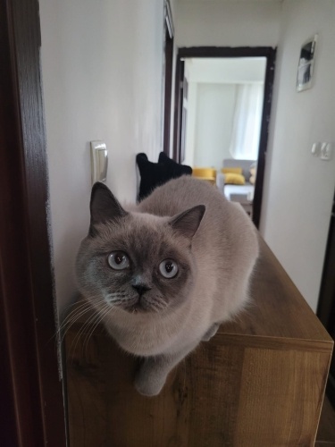 Depremzede kızımıza yuva arıyoruz fotoğraf