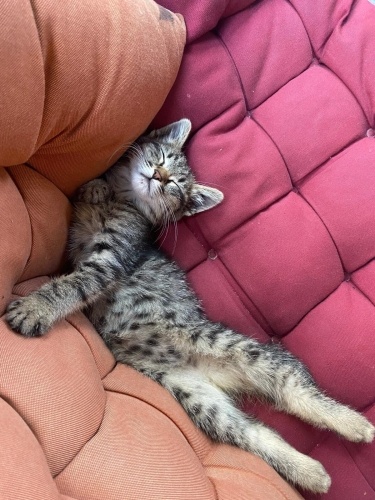 Minik sevgi dolu yavruş fotoğraf