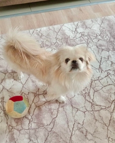 10 aylık Pekinez Casper’i tuvalete çıkarmaya üşendiği için terkediyor sahibi! fotoğraf