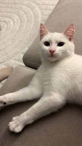 Kuyruk değişen :) fotoğraf