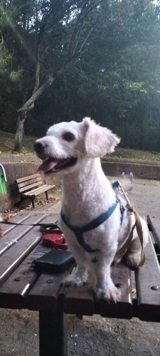 Isırma huyu yok , oyuncu , çok sadık bir köpek fotoğraf