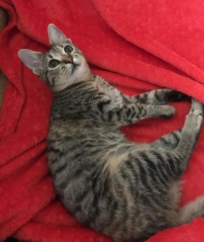 Sokakta diğer kediler ısırmış fotoğraf