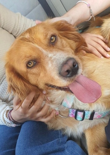 Altın Kalpli Oğlumuz Chucky'e Ömürlük Yuva Arıyoruz fotoğraf