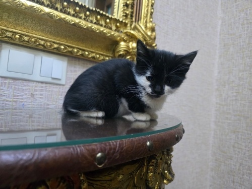 Yavrumuza yuva arıyoruz fotoğraf