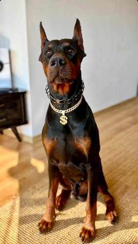 Dark beyin sahibi taşındığı için yanında götüremiyormuş🤦🏼♀️ fotoğraf