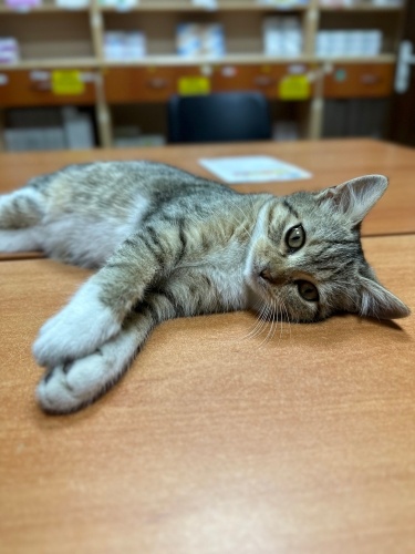 Pastil’e acil yuva arıyoruz fotoğraf