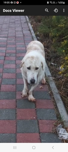 Özürlü labrador kırması fotoğraf