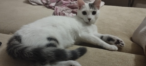 Acil bir yuva arıyorum fotoğraf