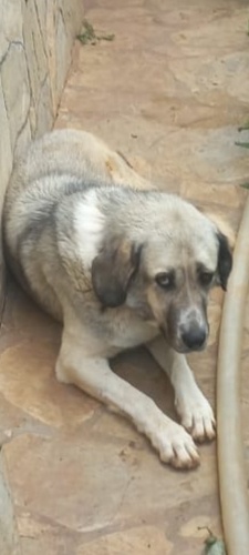 Anadolu çoban köpeği fotoğraf