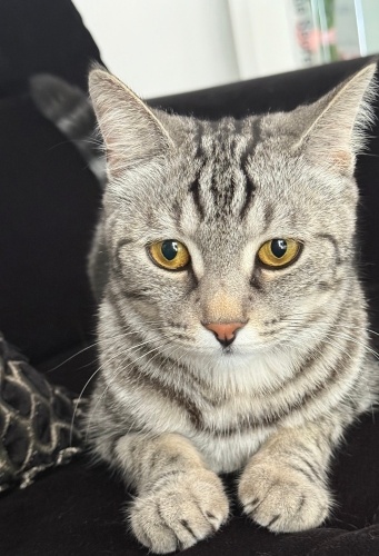 Konuşan kız Cindy fotoğraf