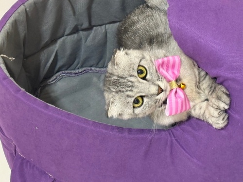 Pamuk kız ipek Scottish fold fotoğraf