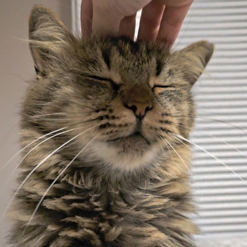 Uysal Ağırbaşlı Sophia Kısır🩷 fotoğraf