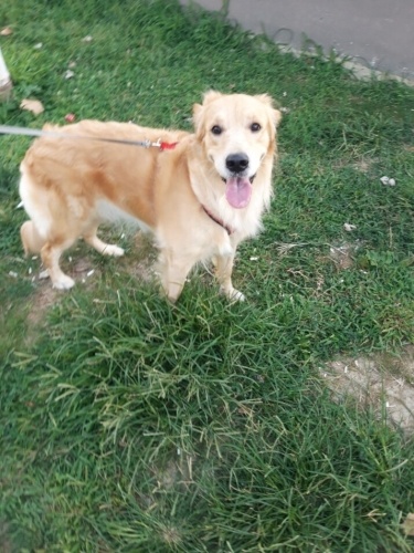 Sevimli, sadık, uysal, zeki bir golden fotoğraf