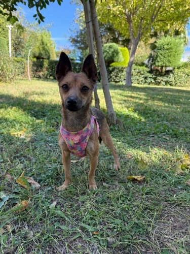 ŞANTİ ,kalıcı yuvasını arıyor. fotoğraf