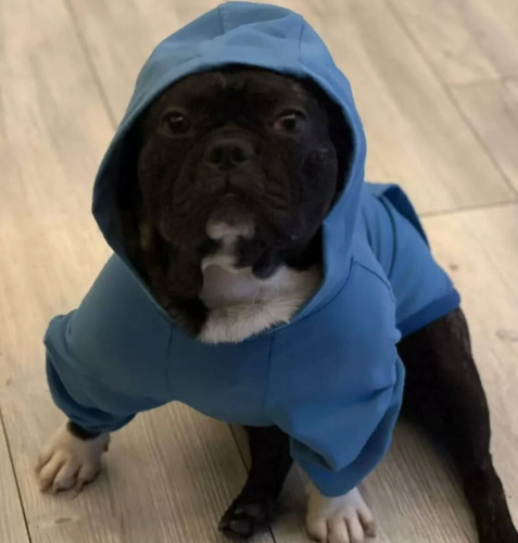 Buddy’i ücretsiz sahiplendireceğim fotoğraf