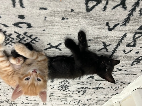 Sevecen kardeşler fotoğraf