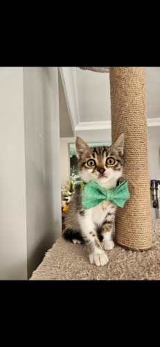 "45 Günlük Minik Luna 🩷 Sağlıklı, Oyuncu ve Sevgi Dolu Yuva Arıyor" fotoğraf