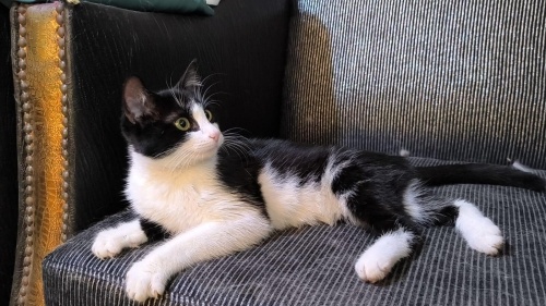 Sevgi ve oyun delisi smokin fotoğraf