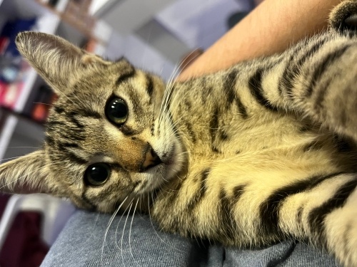 Öncelikle neden tekir kedi tercih etmeliyiz fotoğraf