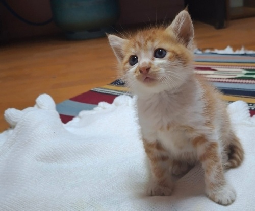 Çok acil durumu fotoğraf