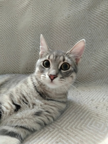 Oyuncu Kedi Duman Ömürlük Yuvasını Arıyor fotoğraf