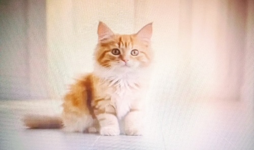 Eskisehir'in en güzel yavrusuna Ücretsiz yavru fotoğraf