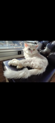 Şiddet mağduru bu güzel çocuğu kurtaralım lütfen fotoğraf