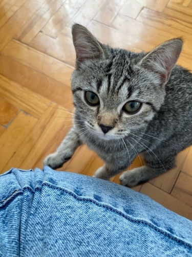 Uyumayı seven çok tatlı sevecen bi kedi fotoğraf