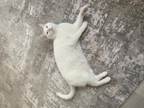 Ballı lokumumuzu sahiplendiriyoruz fotoğraf