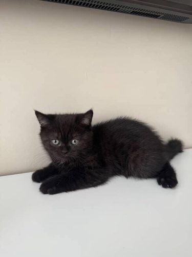 Acil sahiplendirilecek Minik uysal tuvalet eğitimli kızımız fotoğraf