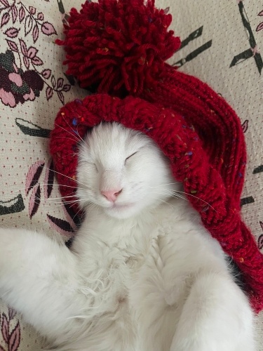 EVİNİZ ŞENLENSİN fotoğraf