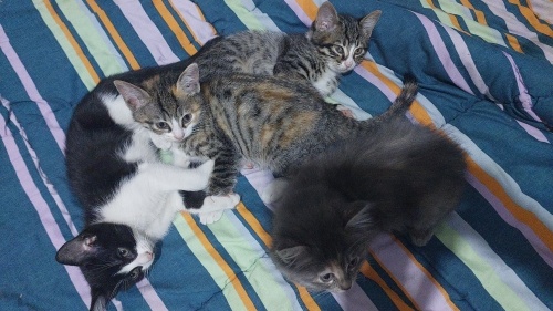 2 eylül doğumlu 3 kardeş ayrı ayrı yada birlikte sahiplendirilecektir fotoğraf