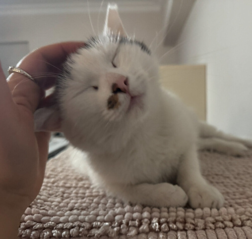 8 Aylık Kısır Erkek çok uysal ısırma tırnaklama huyu yok dünya tatlısı ✨💜 fotoğraf