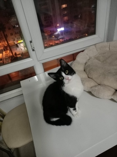 İpek tüylü güzel kız fotoğraf