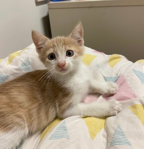 1,5 aylık erkeğe yuva fotoğraf