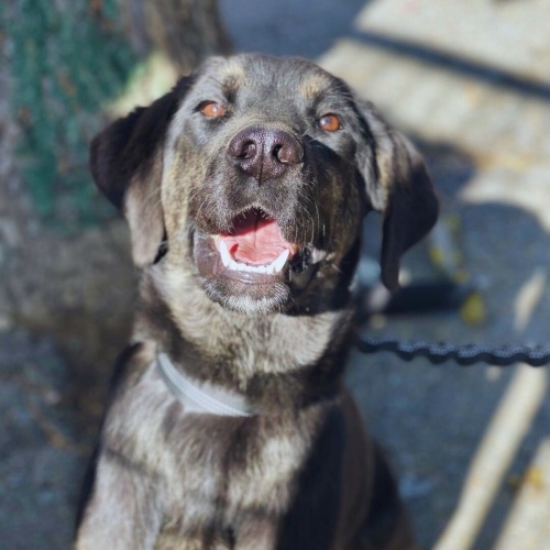 Nala barınaktan bir an önce çıkmak istiyor! fotoğraf