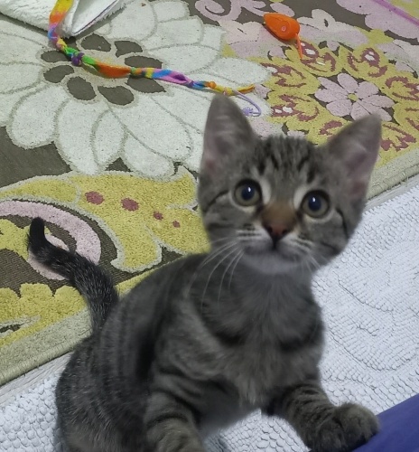 3 Aylık Uysal Erkek Tekir Kedi Kalıcı Yuvasını Arıyor 🐾 fotoğraf