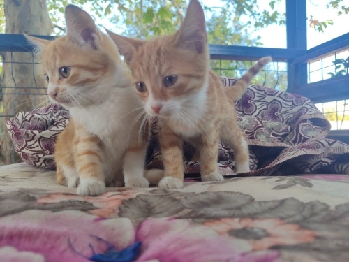 2 aylık ikiz turuncu kedi. İkisi de erkek fotoğraf