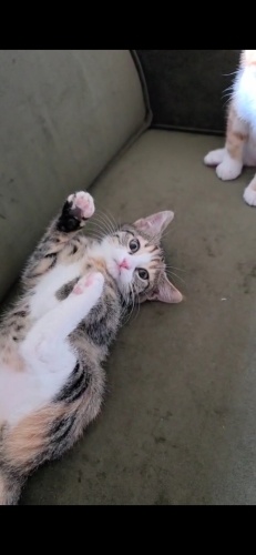 Bütün aşilari tamam fotoğraf