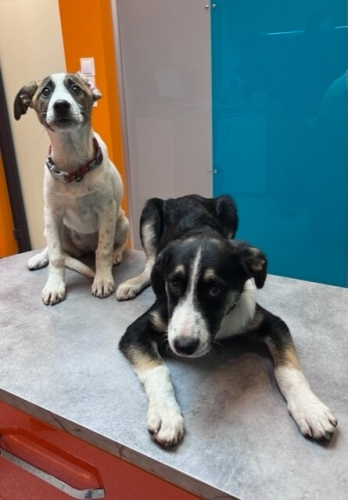 Luna ve Coco ömürlük yuvalarını bekliyorlar! fotoğraf