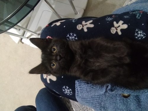 Kara melek yuva arıyor ✨ fotoğraf