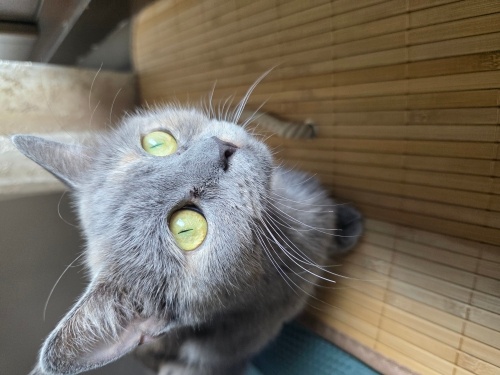 Oldukça akilli aşilari tamam. Kısırlaştırması yapılıp verilecek fotoğraf