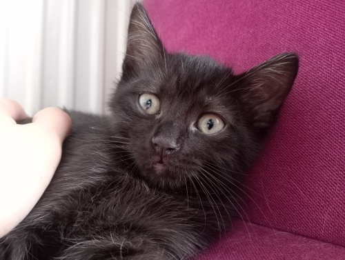 Yaramaz Kara Oğlan fotoğraf