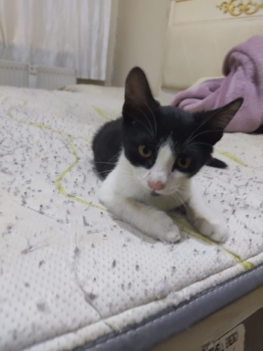 Yuvaya ihtiyacımız var fotoğraf